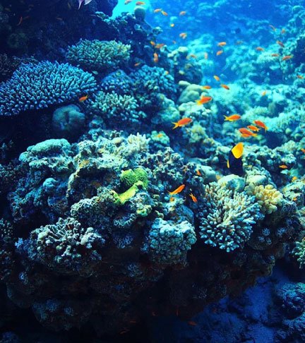 Coral