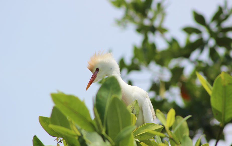 Birdwatching Huatulco